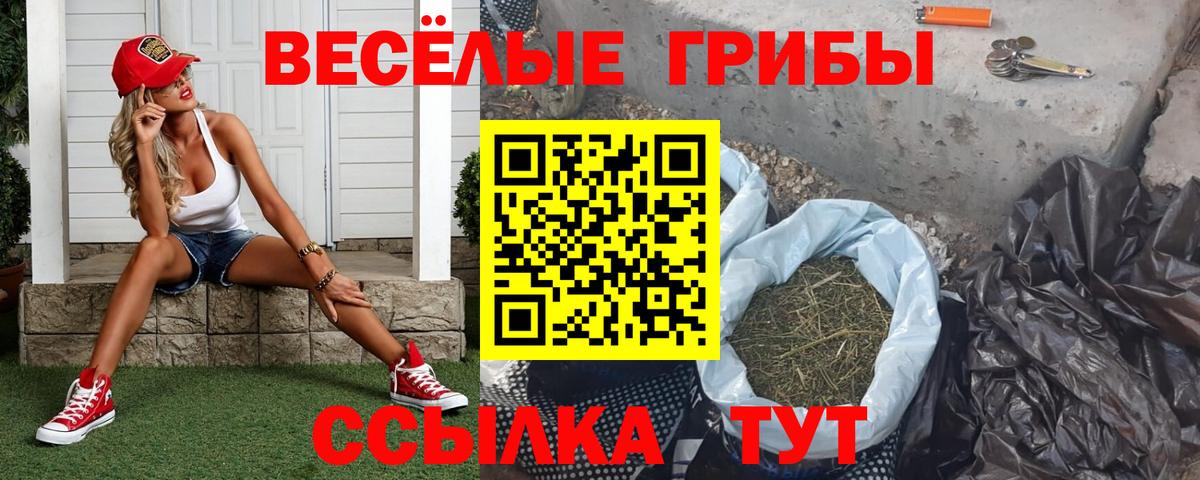 Псилоцибиновые грибы Cubensis  Вход с VPN  Черкесск 